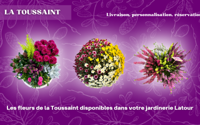 🌼🍂 La Toussaint chez Jardinerie Latour 🍂