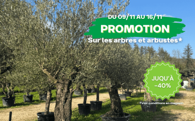 🎉🌳 PROMOTION EXCEPTIONNELLE DU 9 AU 16 NOVEMBRE ! 🌳🎉