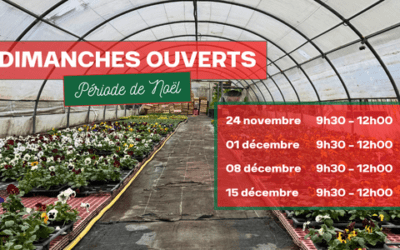 🎄 La magie de Noël s’invite à la Jardinerie Latour ! 🎅