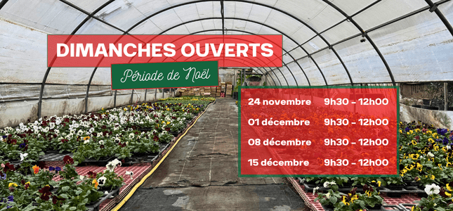 🎄 La magie de Noël s’invite à la Jardinerie Latour ! 🎅